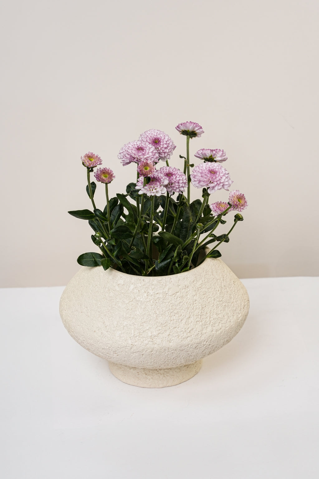 Chalk Textured Ivory Vase