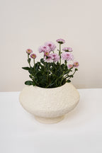 Chalk Textured Ivory Vase